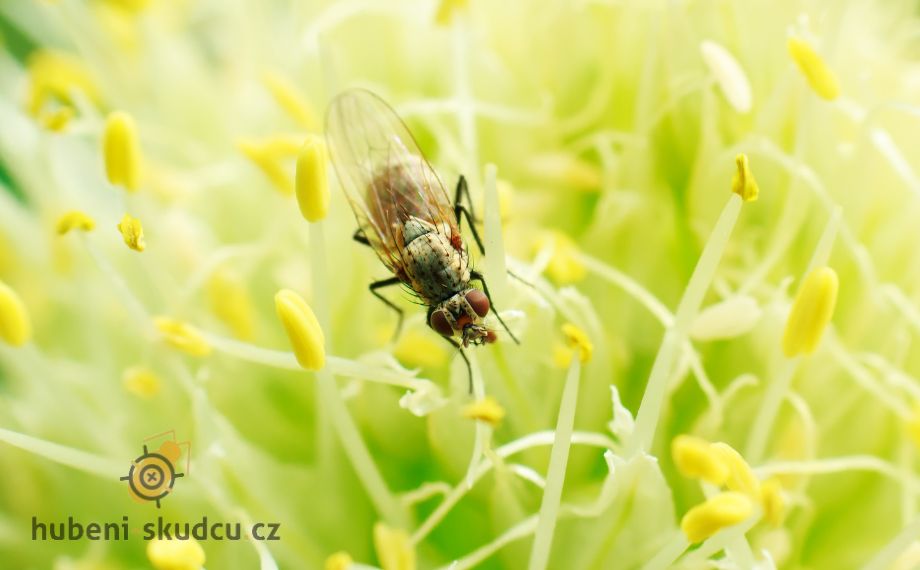 Květilka cibulová (Delia antiqua) na tyčinkách květu cibule 